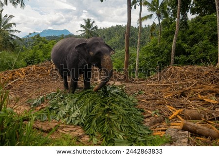 Elephant shelter in Sri Lanka
