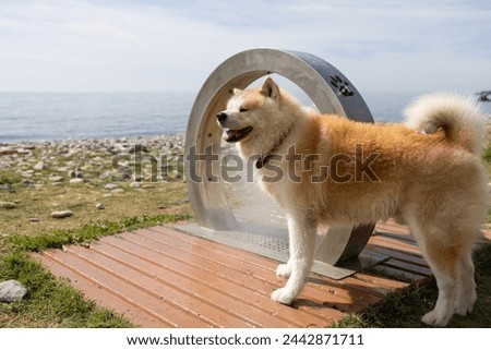 portrait of akita taking a fresh shower on the beach line to clean himself of sand and salt - dog friendly beaches