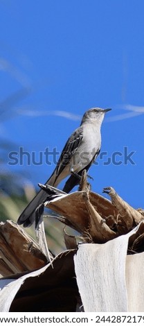 (mimus polyglottos) Northern Mockingbird in the desert against a blue sky.