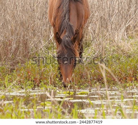A Dragonfly Buzzes by as a Wild Horse takes a Drink of Water at Paynes Prairie