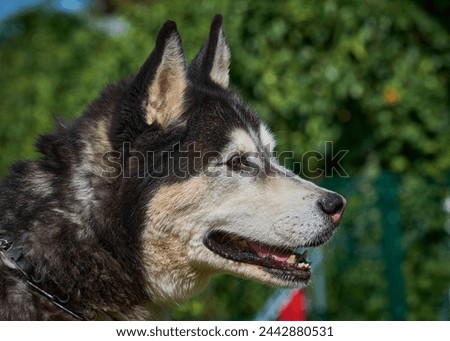 Close-ups of domestic dogs. Adorable. Outdoor photography