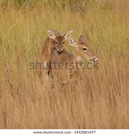 Funny Moment Junior Took Mom for a Test Drive Deer in the Everglades  Royalty-Free Stock Photo #2442881697