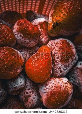 strawberry background ice strawberryin bucket for dp and background  Royalty-Free Stock Photo #2442886313