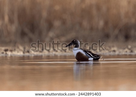 The male northern shoveler (Spatula clypeata), or northern shoveller duck. Royalty-Free Stock Photo #2442891403