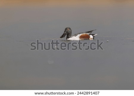 The male northern shoveler (Spatula clypeata), or northern shoveller duck. Royalty-Free Stock Photo #2442891407