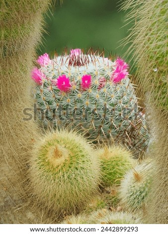A Close-up Focus Stacked Image of a Variety of Ornamental Cactus Blooming 