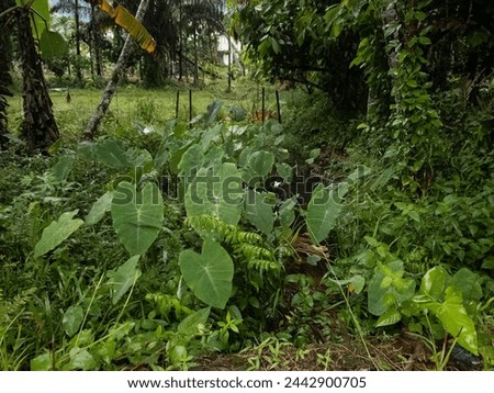 Indonesia rain forest greenery plants