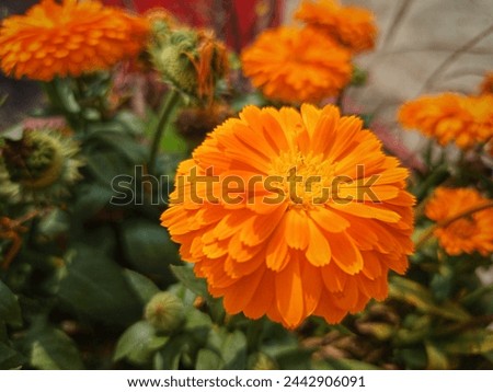 Beautiful Pot marigold.Close up of Colorful Pot Marigold flower.Yellow Flower against Green Leaves.Yellow Pot Marigold. Beautiful Calendula Flower.With Selective Focus on the Subject. Calendula flower