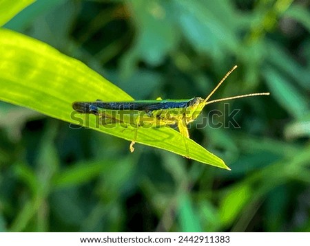 Oxya japonica, also known as Japanese grasshopper or rice grasshopper, is a type of grasshopper with short horns that belongs to the Acrididae family. Royalty-Free Stock Photo #2442911383