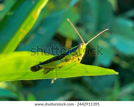 Oxya japonica, also known as Japanese grasshopper or rice grasshopper, is a type of grasshopper with short horns that belongs to the Acrididae family. Royalty-Free Stock Photo #2442911395