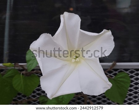 Moonflower Bloom, Nocturnal Plant, Rare Beauty