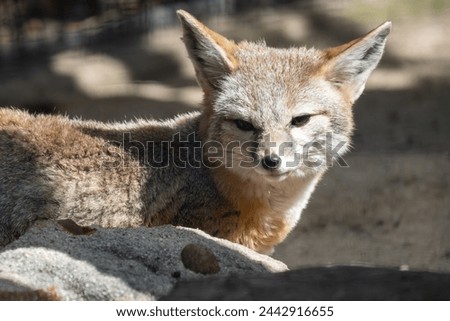 An endangered San Joaquin Kit Fox. 