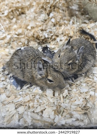 A couple of Mongolian gerbils (Meriones unguiculatus) snuggling together