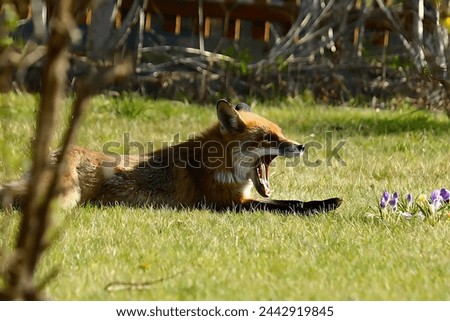 A red fox is lying in a garden and yawning. He appears to be sleepy. There are purple flowers near him with a green background.(not made by ai)