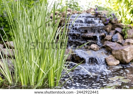 Variegated Sweet Flag (Acorus calamus) in a man-made pond with a cascading fountain