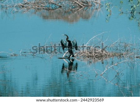 beautiful photograph of sanctuary darter snake bird perched tree branches pond lake turquoise blue water tropical thorn plants reflection silhouette calm tourism wallpaper natural scenery long neck 