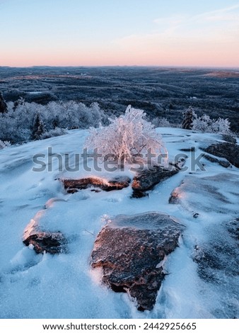 A small frozen bush on the top of a frigid snow and ice covered mountain peak. The sun is setting, creating pink, orange, and blue colors. An ice covered forest and hills extend to the horizon.