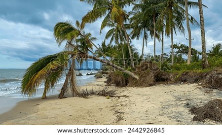 Coconut trees fall due to strong sea abrasion, illustrating the environmental damage caused by uncontrolled coastal erosion. Royalty-Free Stock Photo #2442926845