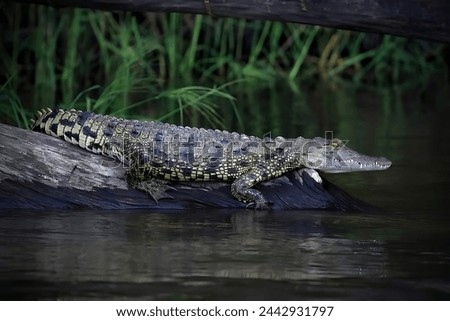 A picture of a small crocodile in a swamp, standing on a tree branch connected to the pond and waiting for prey, with a green background.(not made by ai)