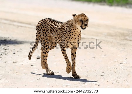 Pictures of a cheetah walking on the coast and searching for prey with a white background (not made by ai)