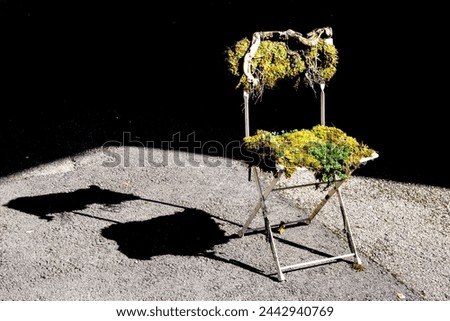 Austrian territory, June-16-2020. A chair covered with moss shimmers in the rays of the setting sun. The shadow of the chair adds expression to the photo.