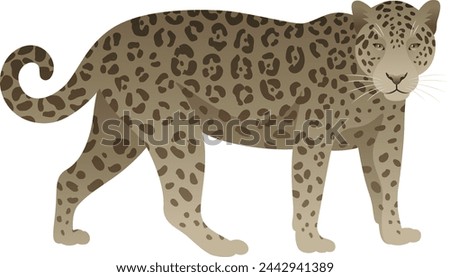 Color vector illustration of jaguar standing, walking, side view. Wild cat family animal isolated on white background. Wildlife of America.