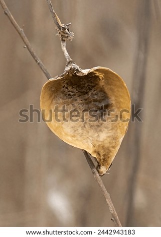 Heart-shaped seed pod in a lonely Tennessee meadow Royalty-Free Stock Photo #2442943183