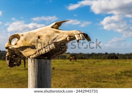 abstract photograph of a horse skull