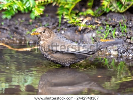 Female Blackbird with dark brown plumage searches for food amongst the trees of St. James's Park, London.  Royalty-Free Stock Photo #2442948187