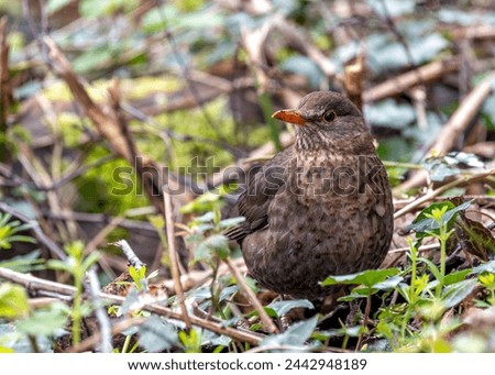 Female Blackbird with dark brown plumage searches for food amongst the trees of St. James's Park, London.  Royalty-Free Stock Photo #2442948189