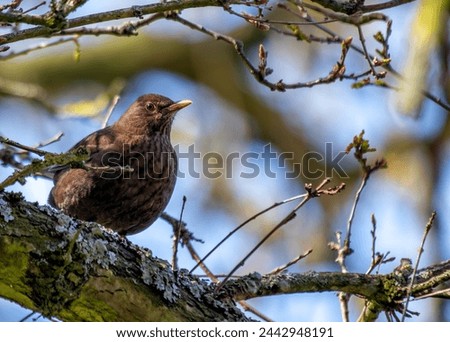 Female Blackbird with dark brown plumage searches for food amongst the trees of St. James's Park, London.  Royalty-Free Stock Photo #2442948191