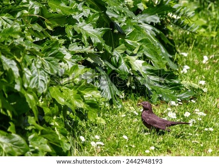 Female Blackbird with dark brown plumage searches for food amongst the trees of St. James's Park, London.  Royalty-Free Stock Photo #2442948193