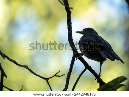 Female Blackbird with dark brown plumage searches for food amongst the trees of St. James's Park, London.  Royalty-Free Stock Photo #2442948195