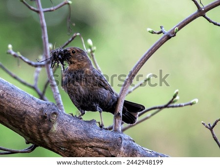 Female Blackbird with dark brown plumage searches for food amongst the trees of St. James's Park, London.  Royalty-Free Stock Photo #2442948199