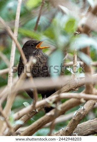 Female Blackbird with dark brown plumage searches for food amongst the trees of St. James's Park, London.  Royalty-Free Stock Photo #2442948203