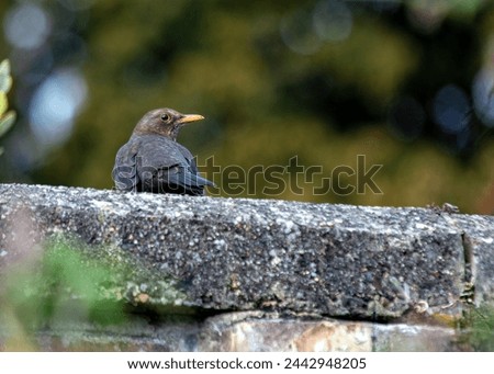 Female Blackbird with dark brown plumage searches for food amongst the trees of St. James's Park, London.  Royalty-Free Stock Photo #2442948205