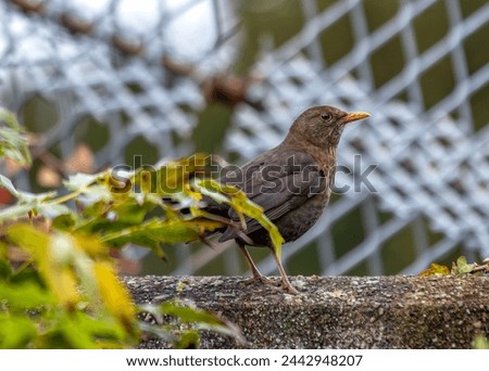 Female Blackbird with dark brown plumage searches for food amongst the trees of St. James's Park, London.  Royalty-Free Stock Photo #2442948207