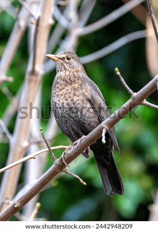Female Blackbird with dark brown plumage searches for food amongst the trees of St. James's Park, London.  Royalty-Free Stock Photo #2442948209