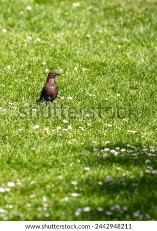 Female Blackbird with dark brown plumage searches for food amongst the trees of St. James's Park, London.  Royalty-Free Stock Photo #2442948211
