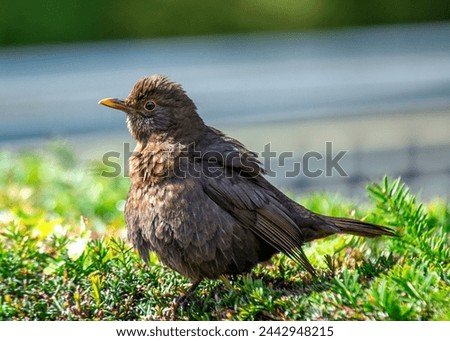 Female Blackbird with dark brown plumage searches for food amongst the trees of St. James's Park, London.  Royalty-Free Stock Photo #2442948215