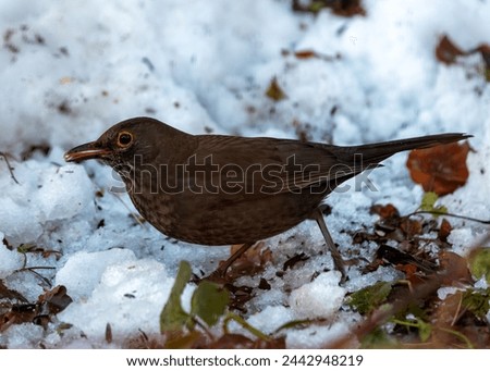 Female Blackbird with dark brown plumage searches for food amongst the trees of St. James's Park, London.  Royalty-Free Stock Photo #2442948219