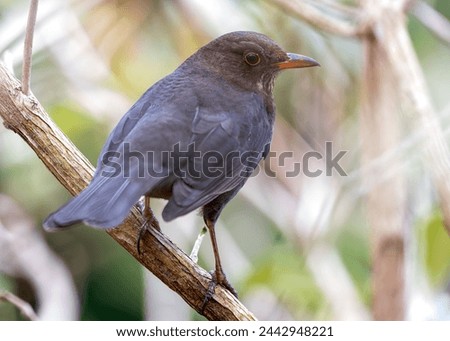 Female Blackbird with dark brown plumage searches for food amongst the trees of St. James's Park, London.  Royalty-Free Stock Photo #2442948221