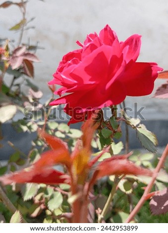 Rose image red flower image 
