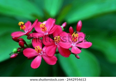 Close up of blooming peregrina flowers with blurred green leaves background 