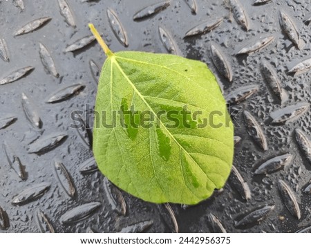 photo of leaves with an abstract background