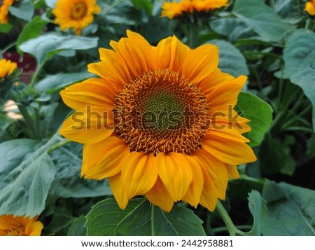 Yellow sunflower or Helianthus annuus is blooming.