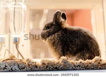 Cute Rabbit for sale in the pet shop