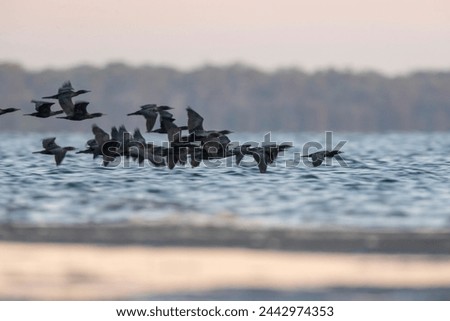 Dense flock of little black cormorants flying low over estuary early morning. Low shutter speed with some motion blur.