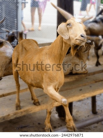 a photography of a goat running around in a pen with other goats.