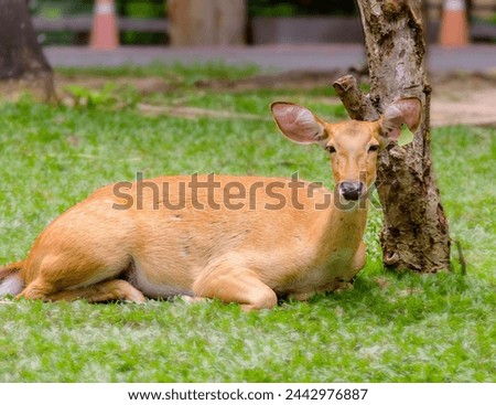 a photography of a deer laying in the grass next to a tree.